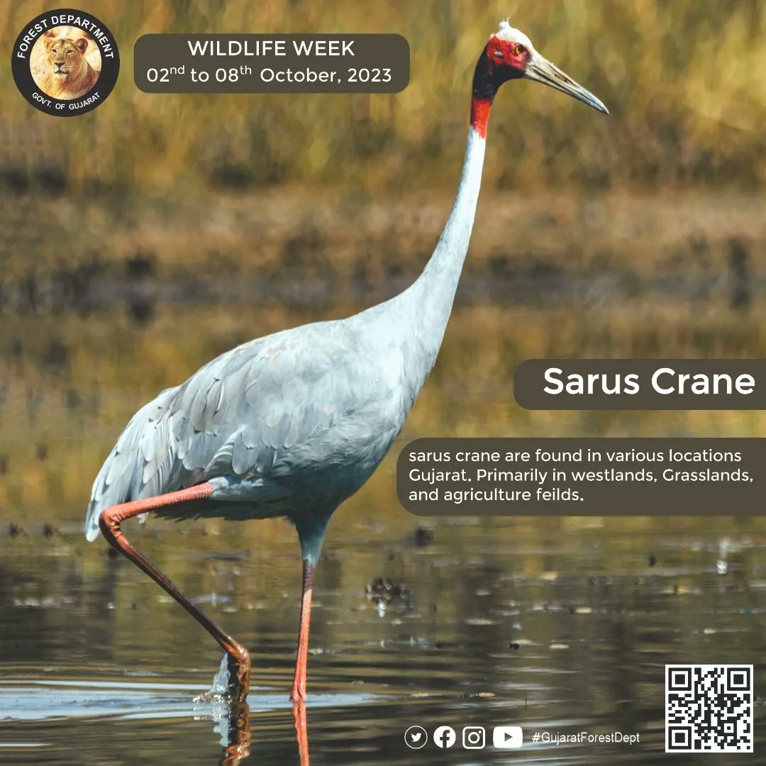 Gujarat's wetlands come alive with the elegant presence of Sarus Cranes, a true testament to the state's rich wildlife heritage.
#SarusCrane #WetlandWonders #gujaratwildlife