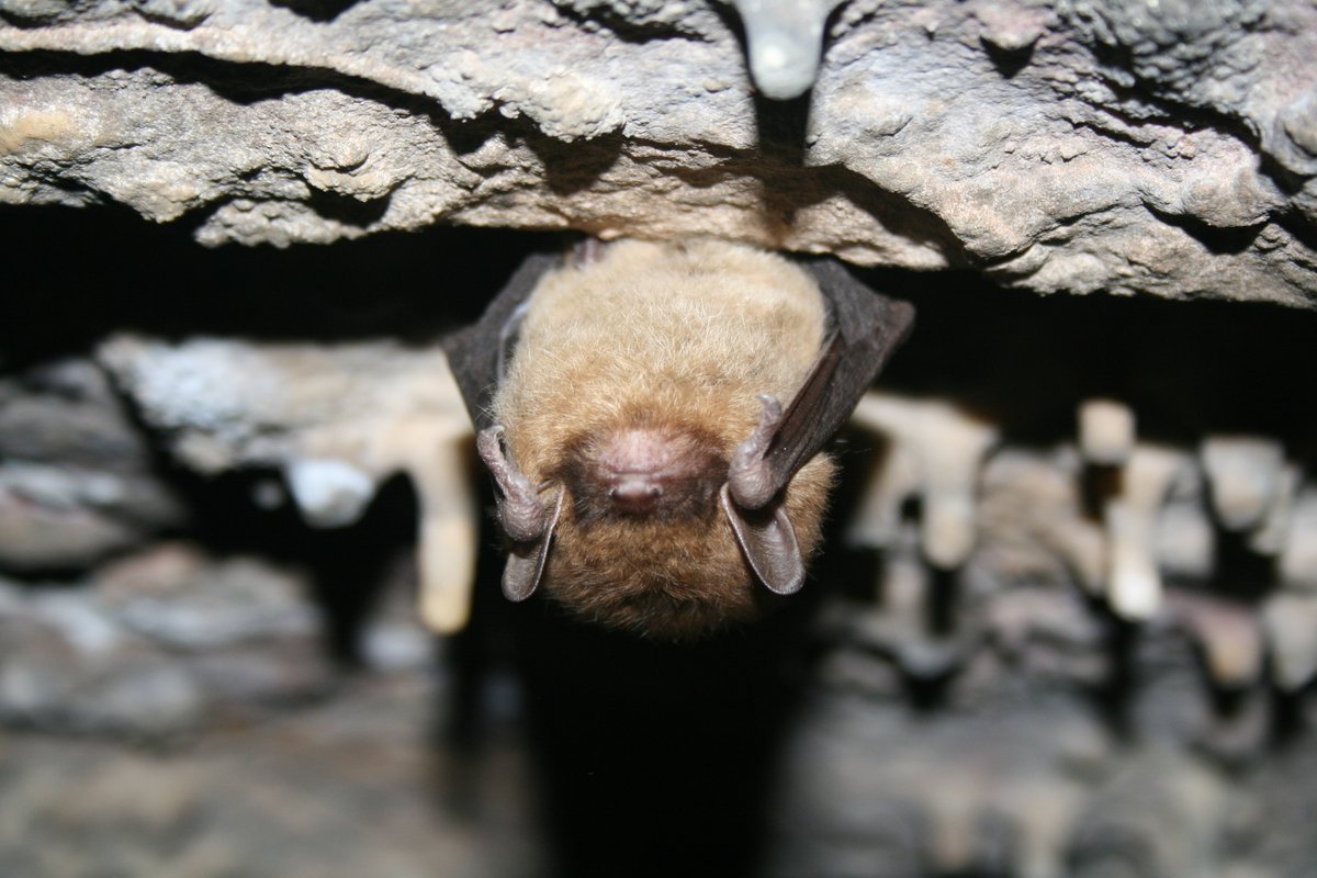 Catch up on our latest wildlife health research, including updates on white-nose syndrome, CWD, SARS-CoV-2, and more. Read the report at ow.ly/32m750PSURT