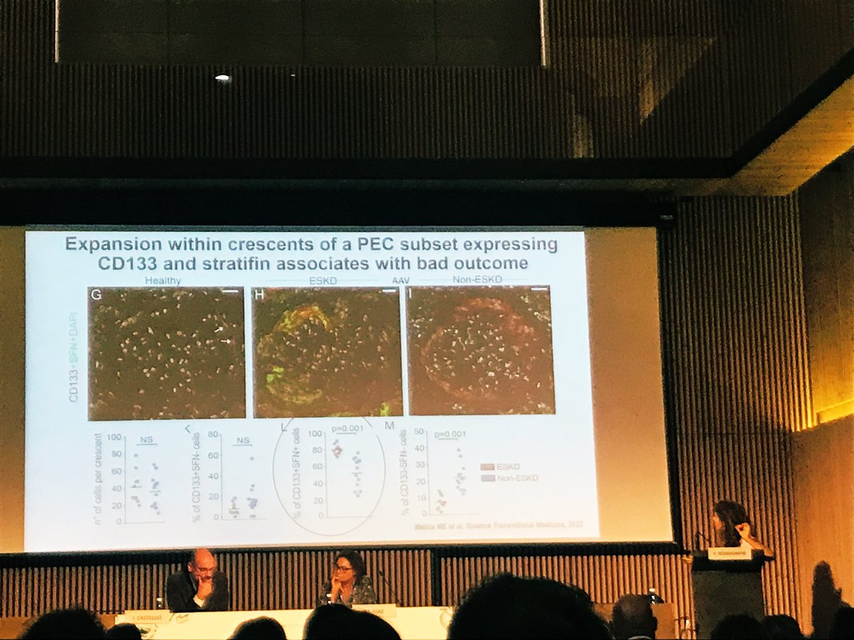 The remarkable similarities between hematopoietic stem cell and renal progenitors. A therapeutic target locked for crescentic disease? 
🎯👏🏻  
@PRomagnani 
#28NefroPuigvert