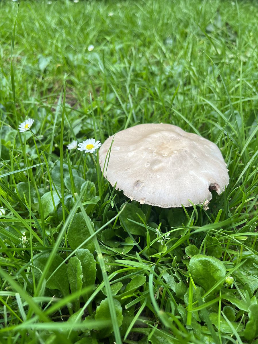 Wat een contrast! Een paddestoel in een groen veld inclusief madeliefjes…..