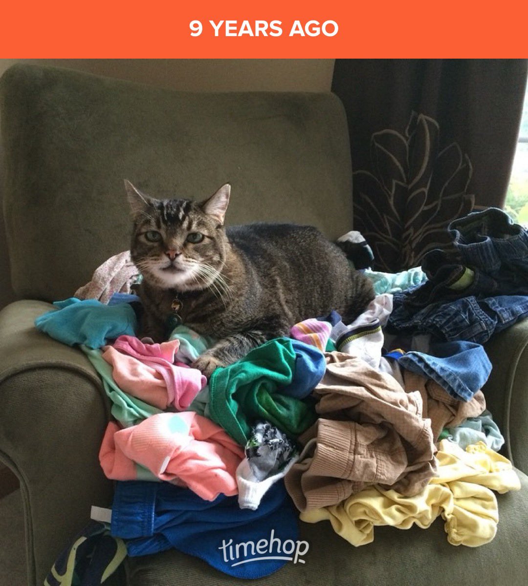 Jeff Chan tweet media