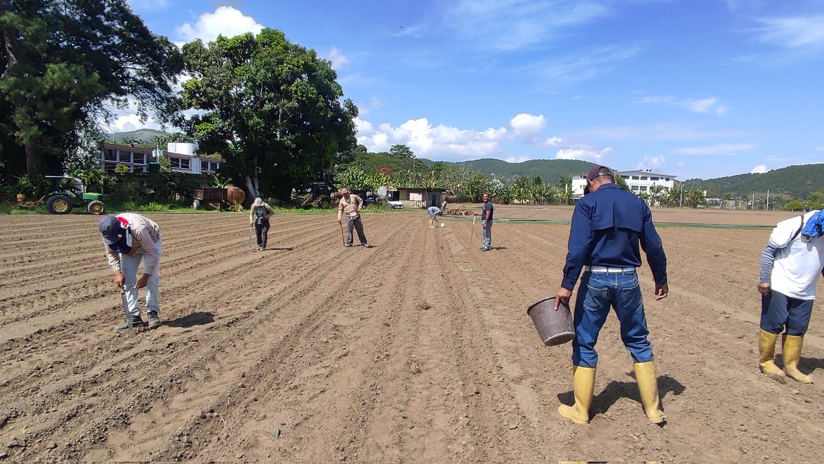 #IUNAVInforma:

¡La siembra de maní en #IUNAV ya está en marcha! 🥜🌱

El jueves 5 de octubre ha comenzado la labor de siembra manual, con el apoyo de todo el personal del taller de mantenimiento de la Institución.