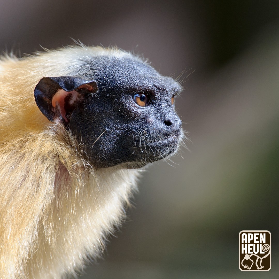 Dit is de manteltamarin! Manteltamarins zijn klauwapen, ook wel dwergapen genoemd. Ze hebben geen platte nagels, maar klauwtjes. Daarmee kunnen ze zich goed vasthouden aan bomen en takken, zelfs verticaal. Meer weetjes: apenheul.nl/apen-abc/mante…
#apenweetje #manteltamarin