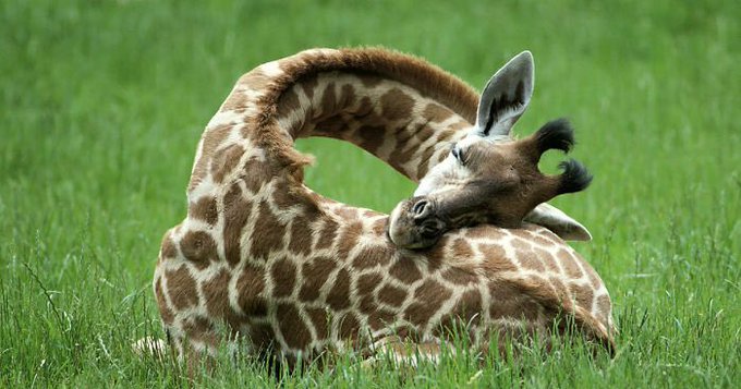 2 pic. Today i found out that giraffes sleep like this and its honestly so cute https://t.co/vlKIb9C
