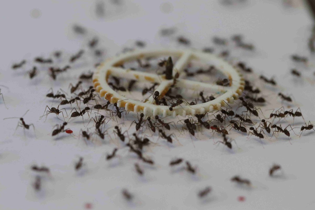 Hundreds of longhorn crazy ants can cooperate to carry large items. By combining experiments with concepts from #ActiveMatter physics, this PRX Life study introduces a model that treats the transported objects as self-propelled particles. 🐜

📝 go.aps.org/45p2tbP