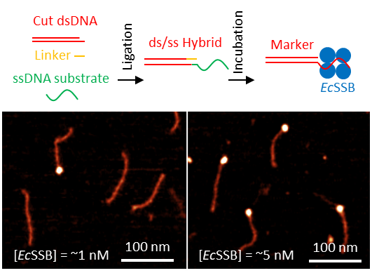 Williams Lab tweet media