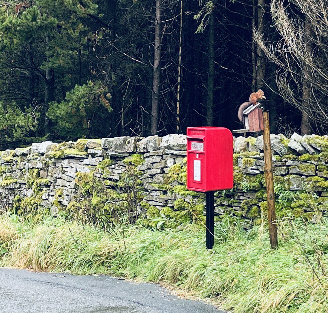 One of our regular visitors stopping by for a snack.
#RedSquirrelAwarenessWeek #redsquirrels #garsdale #YorkshireDalesNationalPark #holidaycottage