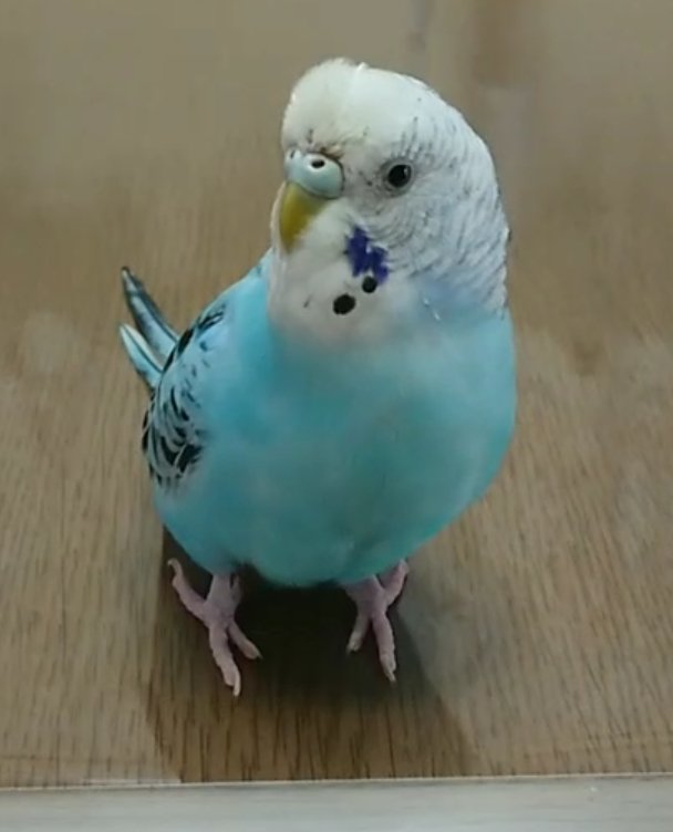 kokko11101's tweet photo. カイちゃんまだ見つかりません😢
ポスターをあらゆる所に貼らせてもらっています。毎日捜索しています。拡散ご協力ご心配下さりありがとうございます🙇‍♀
#迷い鳥　#京都市　#久御山　#宇治市　#セキセイインコ　#インコ　#迷子鳥　#拡散希望　#伏見区　#保護鳥　#伏見警察署　#向島交番 https://t.co/PDaUPZoOBA