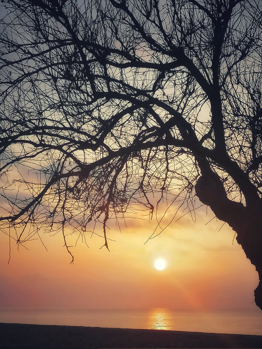 Albada 🌅🌳💙 
#pinedademar
#sunsets 
#sunrise 
#sunsetphotography 
#ElTempsTV3
