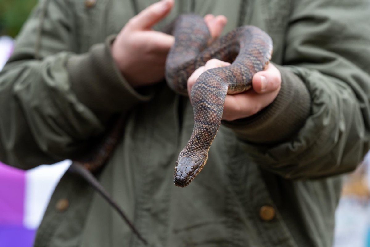 BalaCranberry's tweet photo. Get excited to ssssssee Scales Nature Park with us during #cranfest2023 on Saturday, October 14th from 9:00am-6:00pm and Sunday, October 15th from 9:00am-3:00pm!🐍

Stop by for hands-on fun and learn more about these beautiful creatures! 🐢🌱 https://t.co/aR1zYkE0v4
