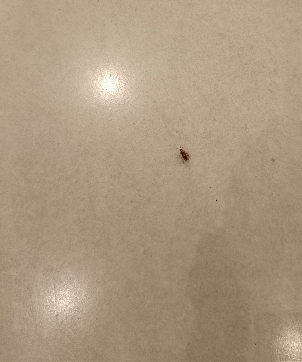 Mahesh_Bod's tweet photo. @BarbequeNation @BandBajaateRaho @dna @TOINaviMumbai @jagograhakjago @navimumbaicv Hi Barbeque Panvel, have literally found cockroach roaming around my legs so have followed it.... Can you pls check on hygiene here... https://t.co/v5Yvy0GTl0