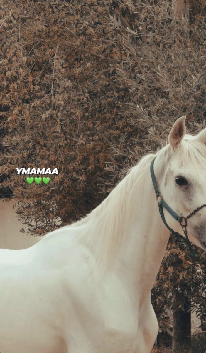 dema_salim's tweet photo. ما الخيل الا صديق القلب الوفى❤️❤️🫶🏻🫶🏻 https://t.co/5CGfR7gUj4