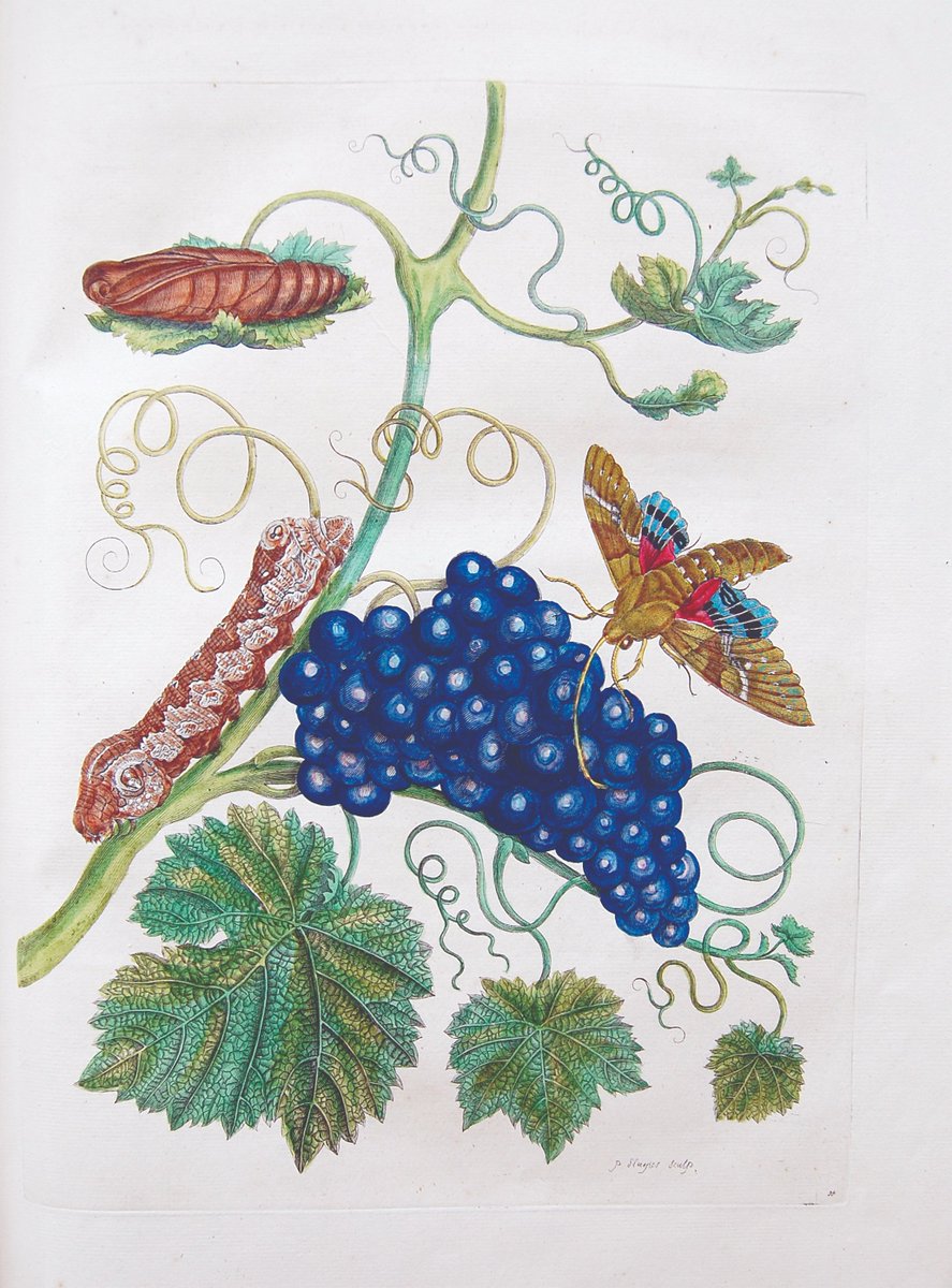 Royal Entomological Society tweet media