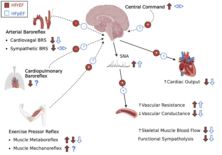 ajpheartcirc's tweet photo. #ArticlesInPress: Neural Control of the #Circulation during Exercise in Heart Failure with Reduced and Preserved Ejection Fraction
Kanokwan Bunsawat, Rachel J. Skow, Jasdeep Kaur, and D. Walter Wray
https://t.co/P7O1jISHX8
@UofUMedicine
#sympatheticnerveactivity https://t.co/qzNNMKnUot