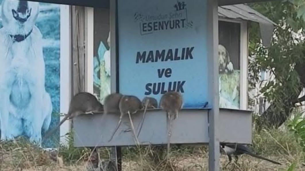 _ErcanOzcelik's tweet image. Eveet, kuldan utanmaz, Allah&apos;tan korkmaz siyasilerimiz, belediyelerimiz ve köpekçiler sayesinde, Hindistan ile aramızda pek fark kalmadı!
&amp;gt;#BaşıboşKöpekler✅
&amp;gt;#Kuduz ✅
&amp;gt;#Fareler✅
&amp;gt;#Başıboşİnekler bekleniyor!🔄

@tcbestepe @csbgovtr @saglikbakanligi @GuvenliSokaklar @sarseven…