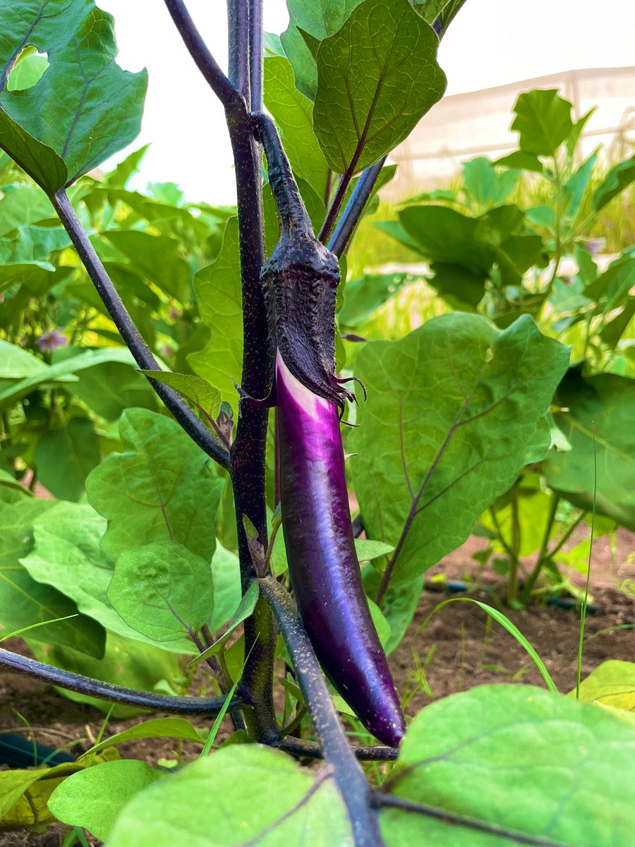 tarikben89's tweet photo. Growing food, is also about being in a permanent state of amazement. 
By making the choice to trust the Divine, its wonderful creation. In fact, you just give yourself the sacred privilege of experiencing one of the multiple aspects of its absolute genius, known as « Nature ». https://t.co/FGcVeU6xOp