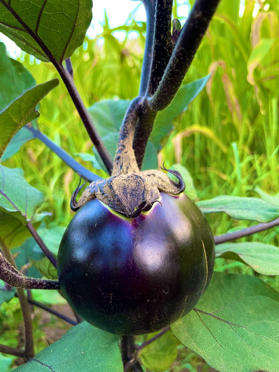 tarikben89's tweet photo. Growing food, is also about being in a permanent state of amazement. 
By making the choice to trust the Divine, its wonderful creation. In fact, you just give yourself the sacred privilege of experiencing one of the multiple aspects of its absolute genius, known as « Nature ». https://t.co/FGcVeU6xOp