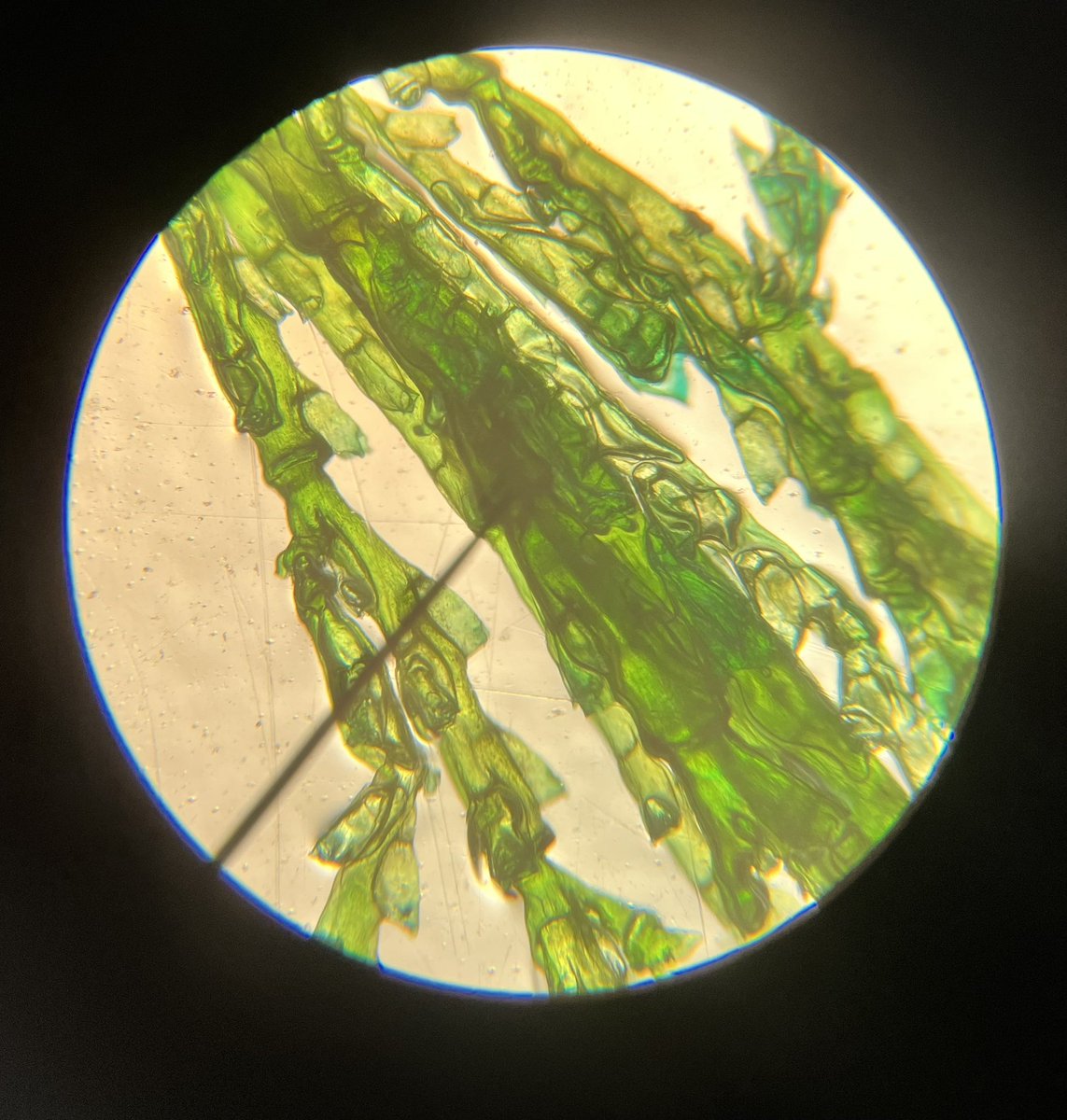 Melaina Blake tweet media