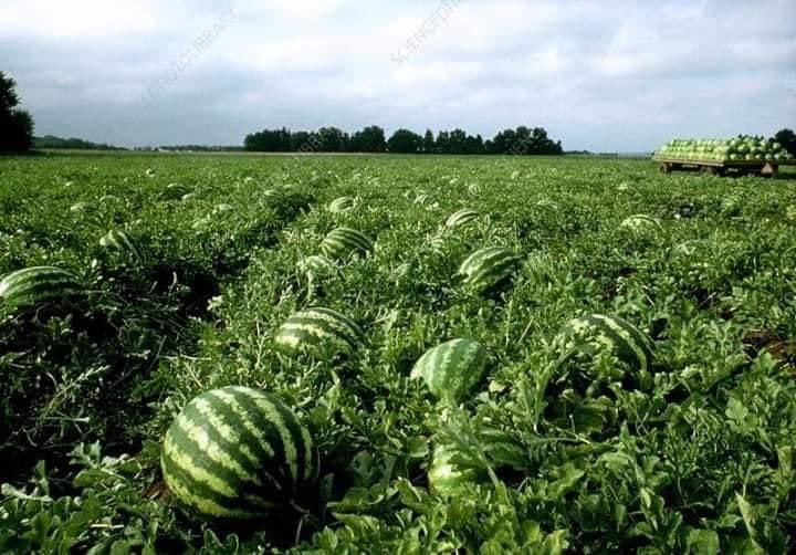 As per your request 

WATERMELON  GROWING TIPS🍉

1.deep plough  with a tractor

2. Make planting stations of depth 20cm. 

3. Put heaped shovel of well rotten manure of either cattle, poultry, pig or goat.

 4. Put (60g) of Compound C on each planting station and mix with the