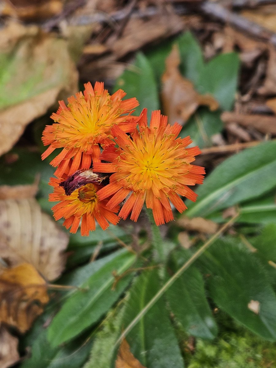 Not often to see Hawkweed in Bloom on October.