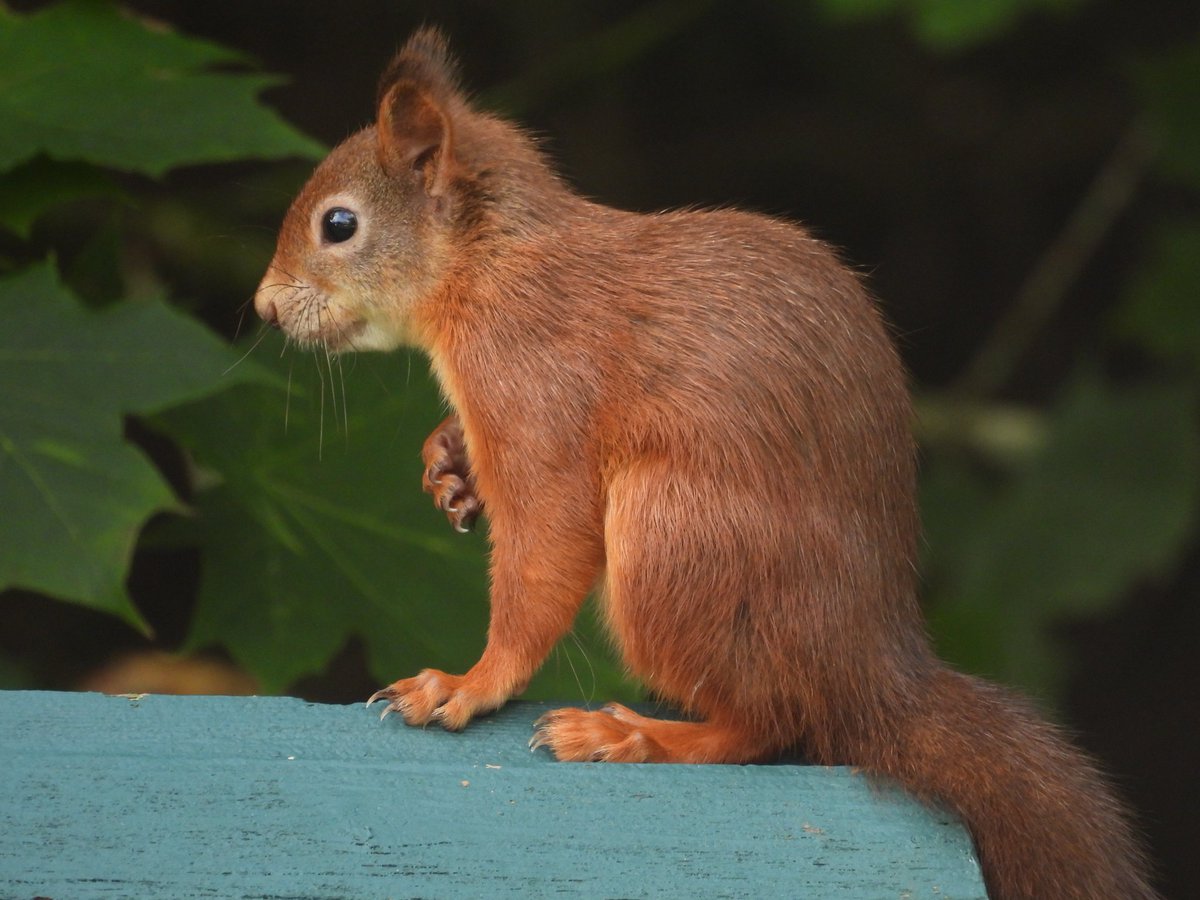A Red Squirrel from the garden  for Red Squirrel Awarness Week. #photooftheday #photography #Squirrel #wildlifephotography