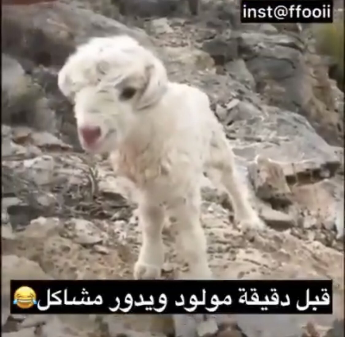 GuraGem's tweet photo. #جوجوتسو_كايسن | #呪術廻戦 

غوجو حرفياً: https://t.co/ETrRevWKYK
