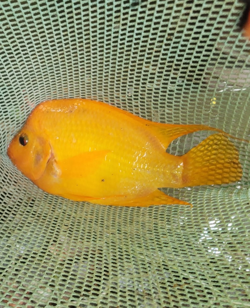 Luquillo LTER tweet media