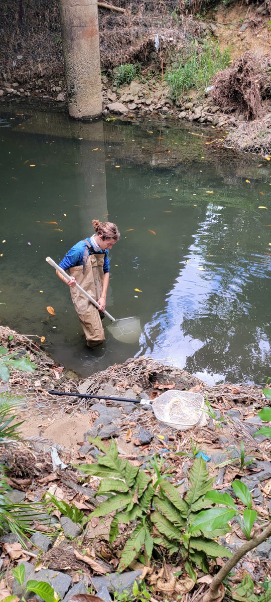 Luquillo LTER tweet media