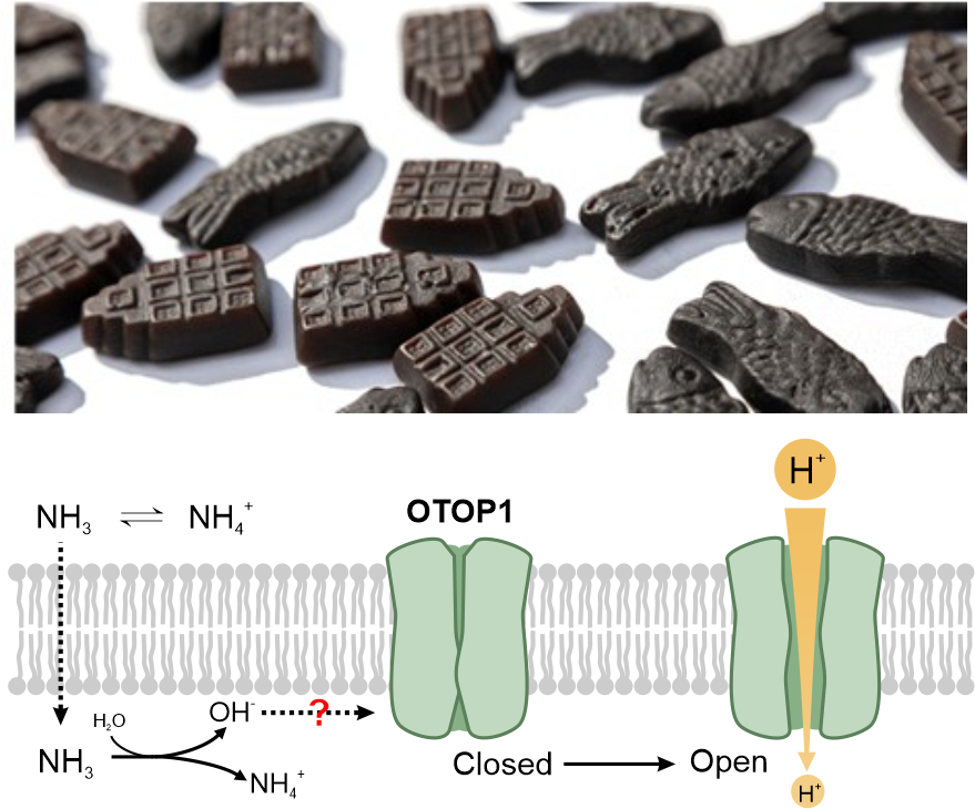 Emily Liman (@emily_liman) on Twitter photo OTOP1 is not just a sour receptor, it also mediates ammonium chloride taste. Never tasted NH4Cl? It’s in salty licorice – beloved in Scandinavian countries. Our paper in <a href="/NatureComms/">Nature Communications</a> goes from channel biophysics to behavior. rdcu.be/dnPGI. OTOP1 is not just a sour receptor, it also mediates ammonium chloride taste. Never tasted NH4Cl? It’s in salty licorice – beloved in Scandinavian countries. Our paper in <a href="/NatureComms/">Nature Communications</a> goes from channel biophysics to behavior. rdcu.be/dnPGI.