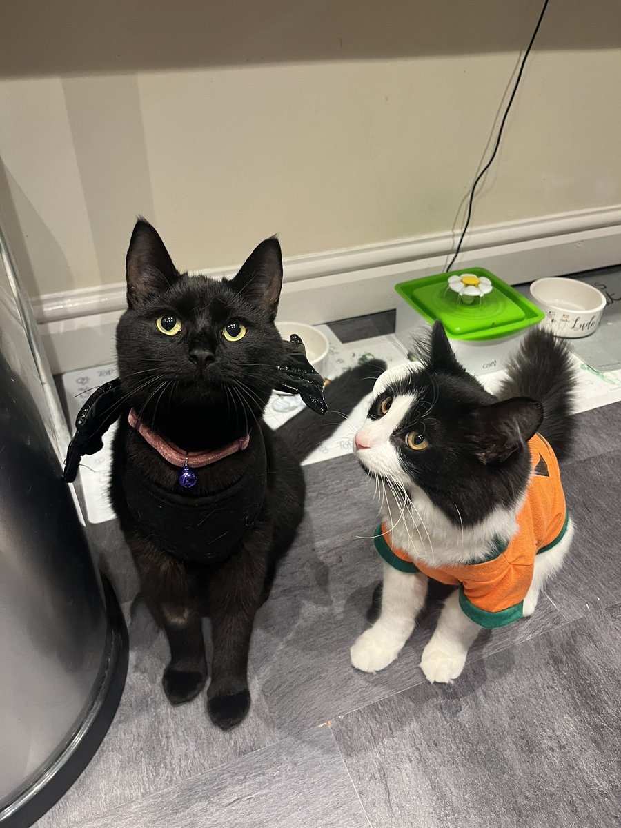 NatCBrooks's tweet photo. The floofy pumpkin & the tiny batty have come together for Halloween! 🍁🐈⬛🎃🐾🧡🦇✨
#lilah #ludo #thetinyone #thefloof #kittens #cuties❤️ #halloweenkitties😽🎃😽 #boo👻 #thepumpkinandthebat #mybabies😍 #lovethem https://t.co/YjaacGbmvF