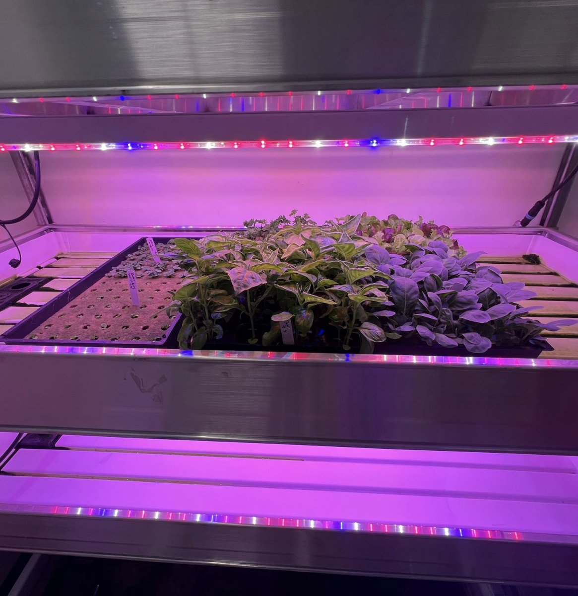 Growing Peace tweet media