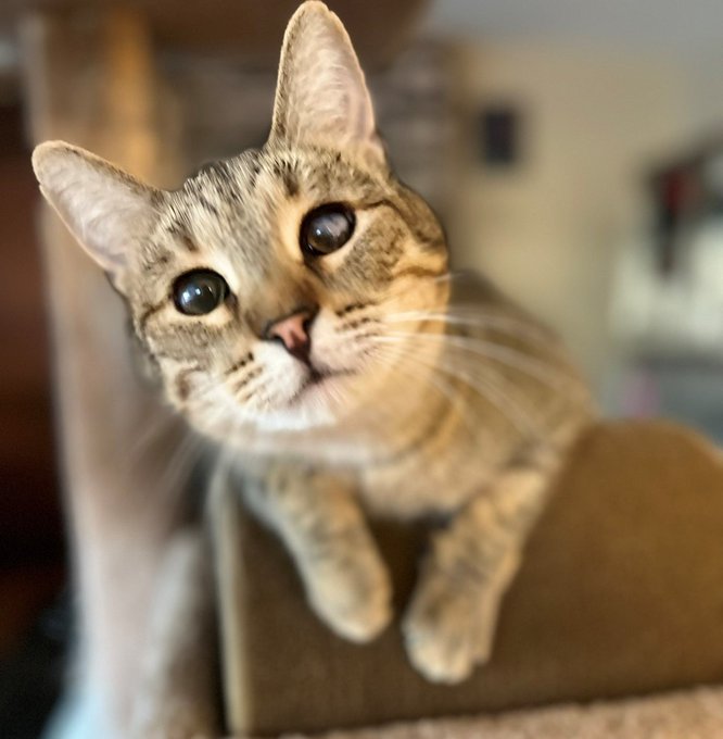 sachikoko's tweet photo. 🙏🏽PLZ SHARE
💖SWEET, PLAYFUL BROWN #TABBY KITTY "MOJAVE" AKA "MOMO"💖
🔊WAITING SINCE 6/2020 4 A PATIENT🏡#FUREVERHOME
▶4 INFO https://t.co/yRjeDsaXF5
#SuisunCity, #CA #BAYAREA #SpecialNeeds #PartiallyBlind
🙏🏽#ADOPT
✅CATS✅DOGS @RocketCatRescue #Forgottensoulshour #US #CATS https://t.co/0UFgMX4bMp