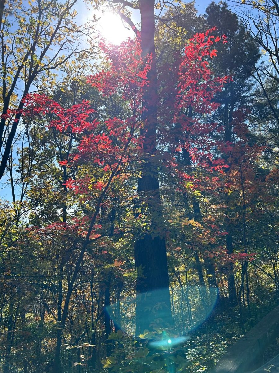 Daisy89359008's tweet photo. Taking frequent walks in nature will make our minds calm and peaceful.🌈 https://t.co/Aq1b0QPfEM