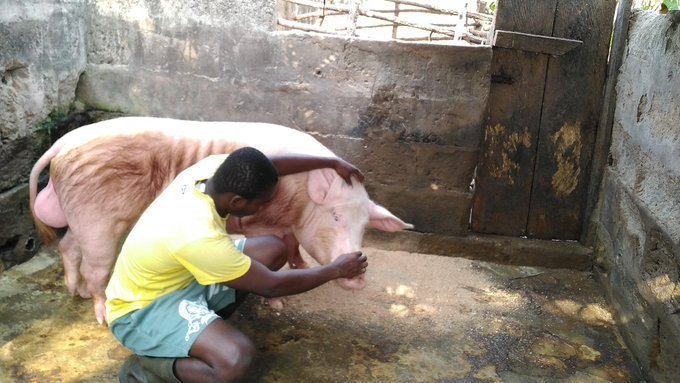 ViFarmsGh's tweet photo. #LazyGhanaianYouth 

#LeanPork #PigFarmer
#SDGs 
#SustainableFinance #RuralEnterprise #RuralDevelopment https://t.co/vTgQwLI8lD