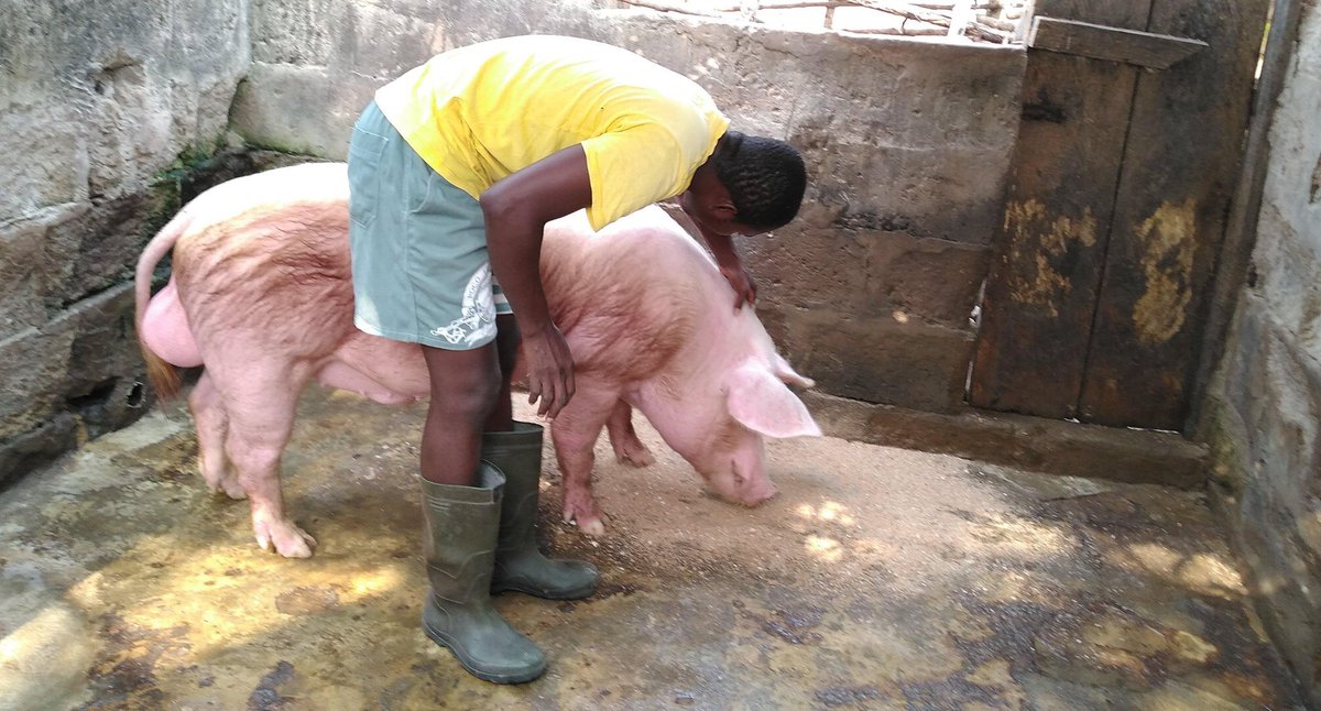ViFarmsGh's tweet photo. #LazyGhanaianYouth 

#LeanPork #PigFarmer
#SDGs 
#SustainableFinance #RuralEnterprise #RuralDevelopment https://t.co/vTgQwLI8lD