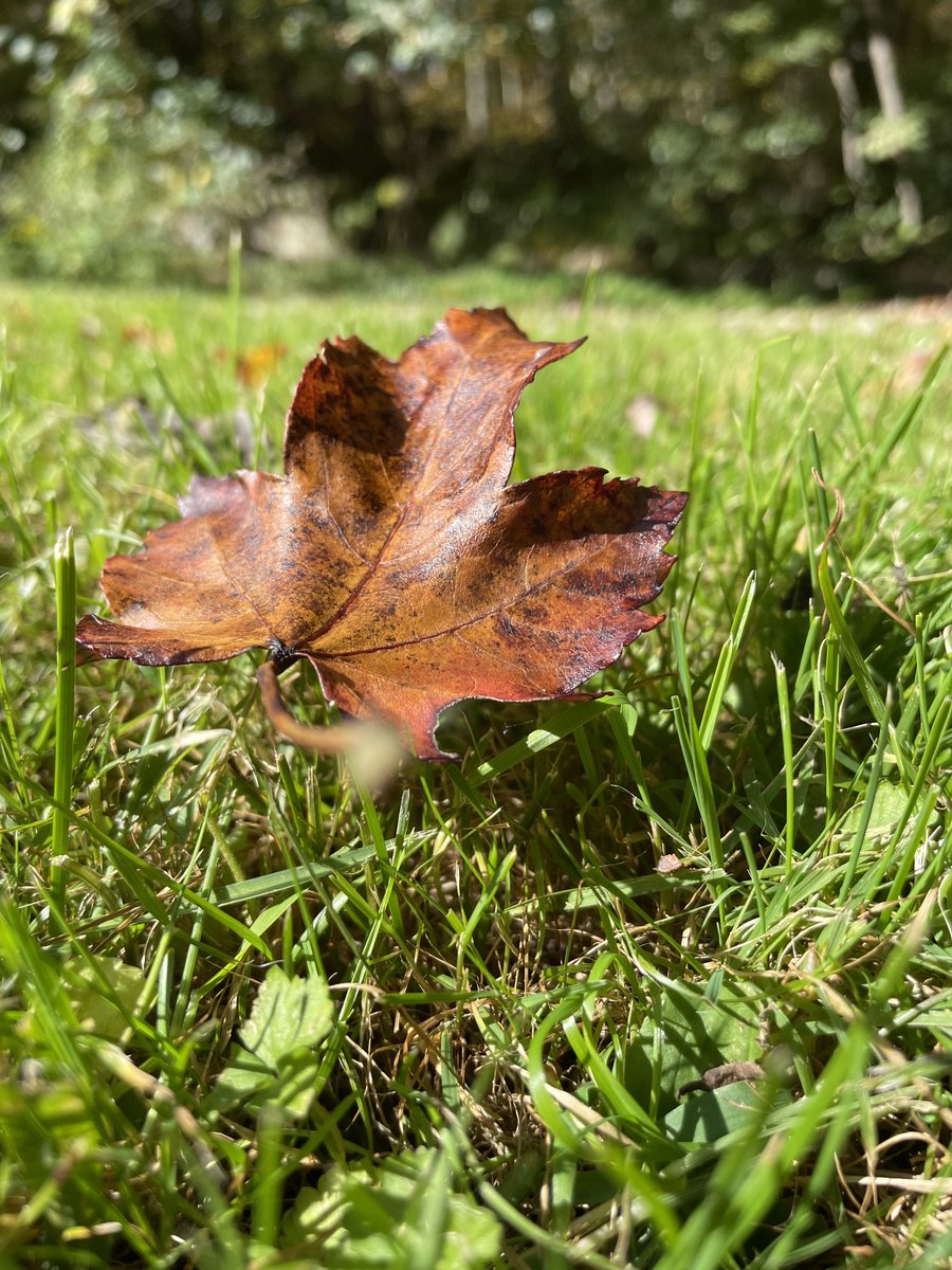 DouglasPClement's tweet photo. Maybe not the sexiest color as autumn leaves go but it's perfect for handmade leather (or faux leather) cushions to go with my post-post-post modern club chair design that's currently poised at back-of-the-envelope-sketch status. https://t.co/gv6U2oIx0m