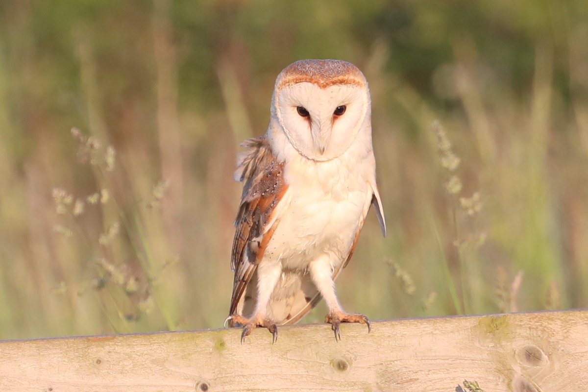 bcbeancounter's tweet image. #worldanimalday Images.