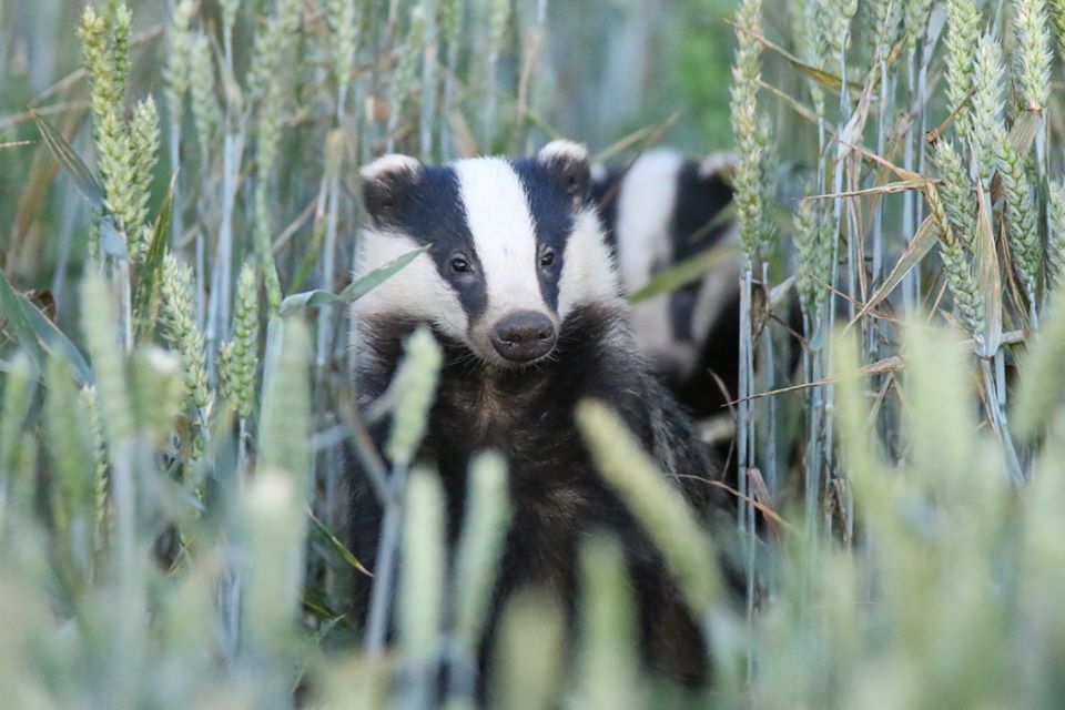 bcbeancounter's tweet image. #worldanimalday Images.