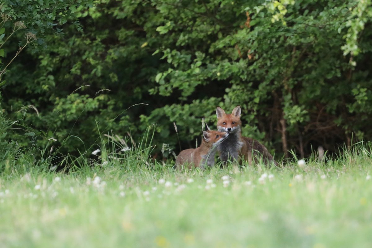 bcbeancounter's tweet image. #worldanimalday Images.