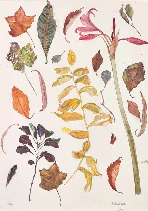 ArtGuideAlex's tweet photo. Untitled (Amaryllis and Autumn Leaves) 2014 #ElizabethBlackadder https://t.co/QFWzYbVmIX