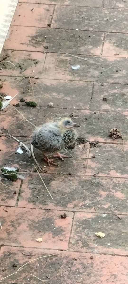 LluisBoschvins's tweet photo. Algú sap de quina espècie és aquesta cria que està al terrat? https://t.co/t0poxqtw0b