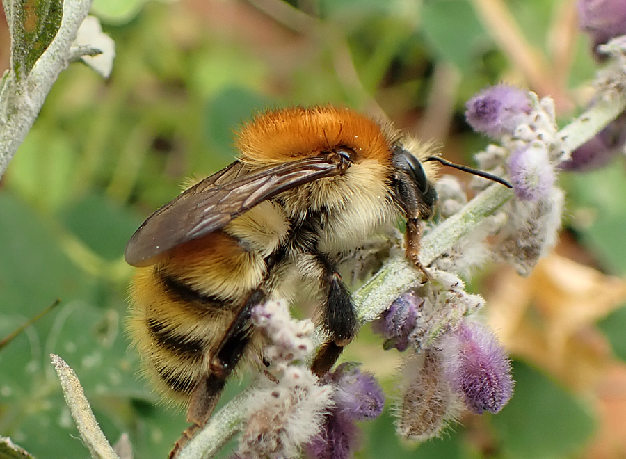 Couple of Dorset surprises in the last couple of days, Broad-leaved Helleborine (Epipactis helleborine) discovered at the wild end of my allotment and a queen Brown-banded Carder Bee (Bombus humilis) retrieved from the green waste bin!