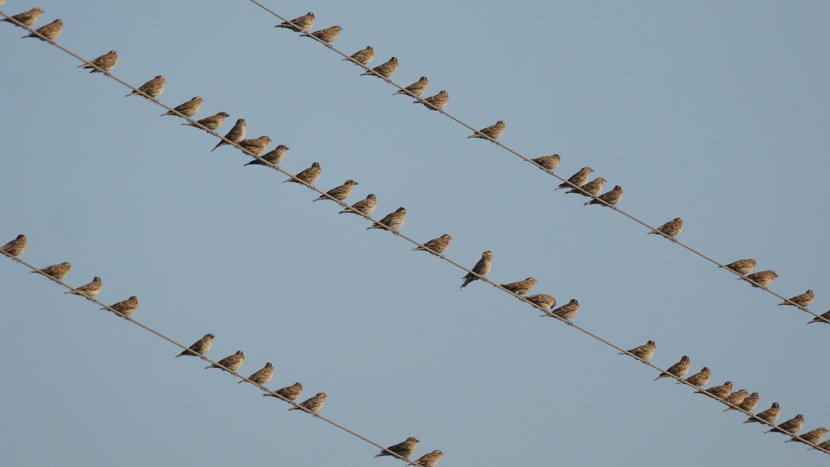 jmpicasprat's tweet photo. Una bona colla de #pardalroquer , aquests arriben o marxen ? @birdcatalunya #ocellar #birding #ocells #ocellsdavui #seleecióocellsdavuib #ocellsdecatalunya #casserres #berguedà https://t.co/OCVzcGzRDU