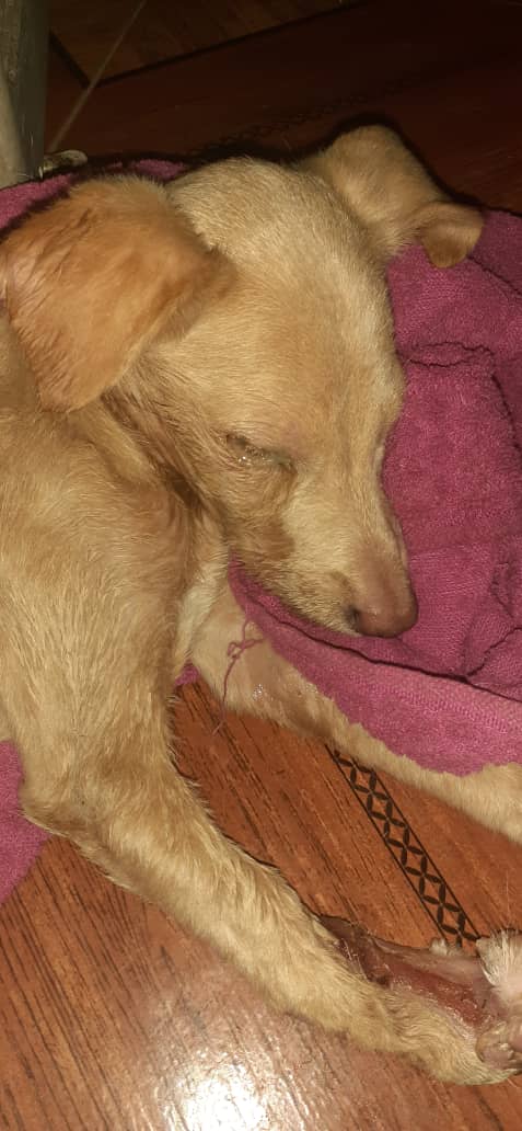 apoyocanino's tweet photo. Amigos Mía, rescatada en Caracas, lamentablemente contrajo moquillo y está luchando por su vida. Arlene se mantiene a su lado y la cuida pero no tiene las medicinas que Mia necesita Vitamina c. Vitamina B12  Infervac. Amoxicilina con ácido clavulanico, inyectadoras
0424-1355261 https://t.co/nuWBthCg1O