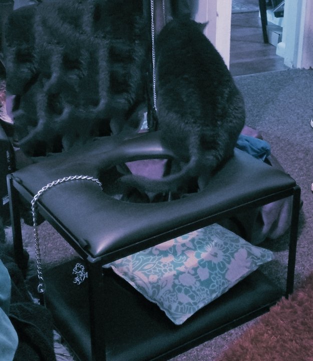 MistressEmma551's tweet photo. @MistressEmma551 
There appears to be a pussy perched on my Queening Stool, and she's not the one who's supposed to be there 😼 https://t.co/H0k9UR0DFK