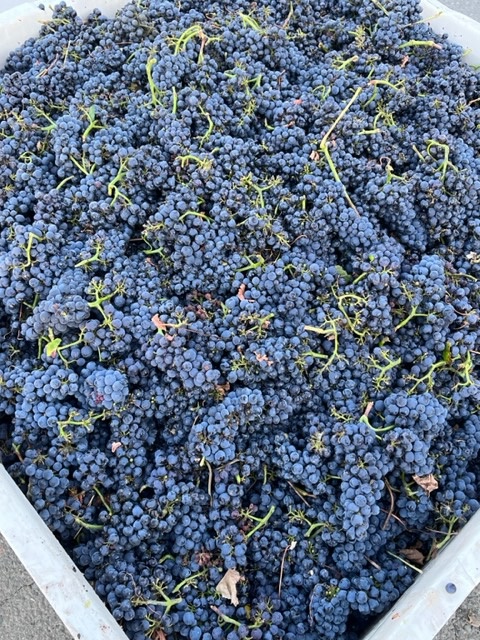 Schug Winery tweet media