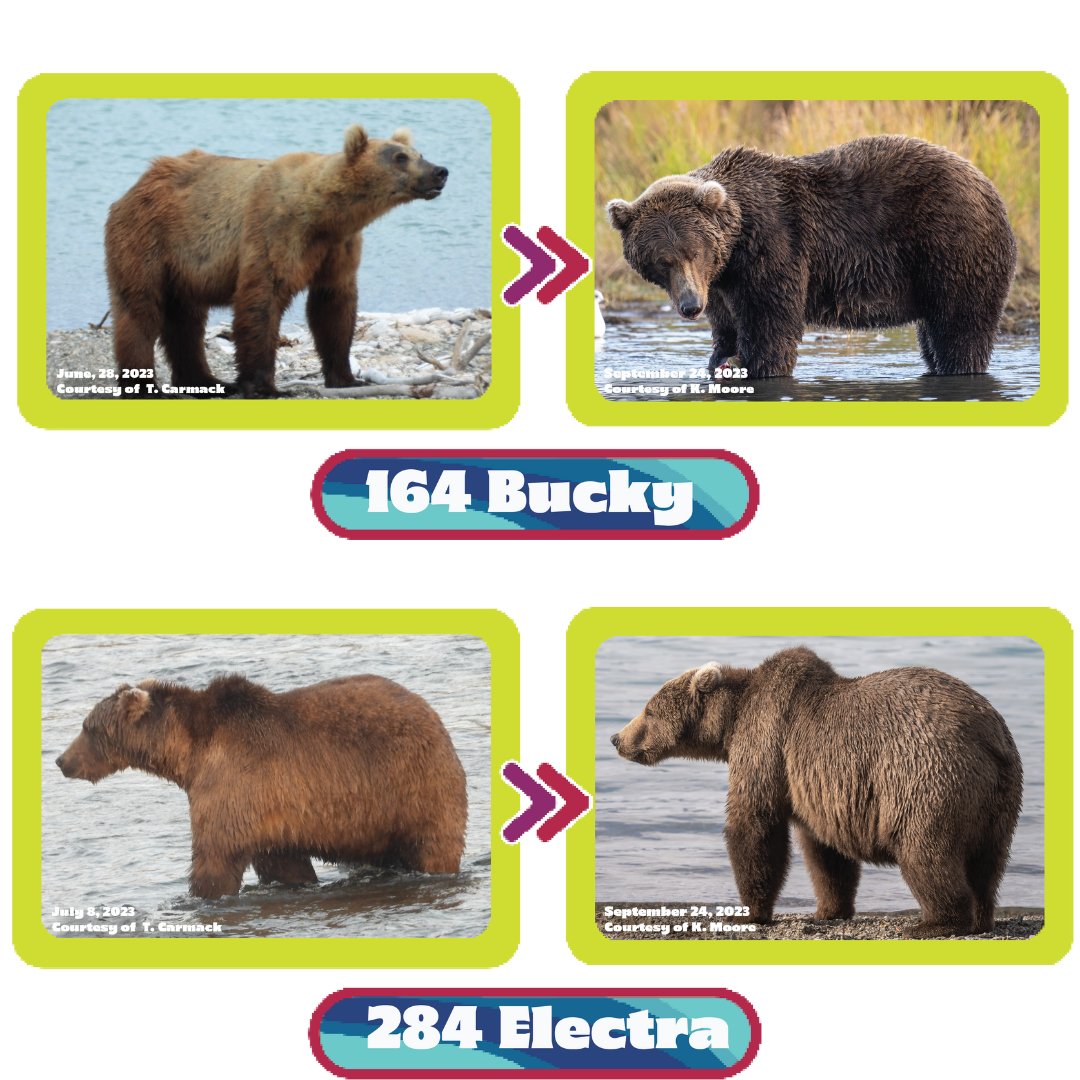 164 is back for another #FatBearWeek while his competitor 284 Electra makes her debut!

Can this boldly bodacious babe bounce 164 out of the bracket? Or will 164, the cheeky charmer, carve out a victory like he carves out success at the Falls? 🍑

Vote at fatbearweek.org