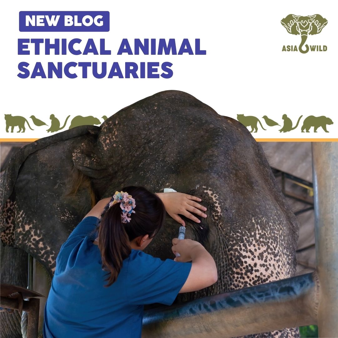 Protecting Asian Wildlife: Choose Ethical Sanctuaries 🦁🐘🌿

#AsiaWild works directly with local sanctuaries to ensure a safe haven for Asian animals. 🌏💚

Read more: ow.ly/Q9FF50PSIP7

#AnimalSanctuaries #EthicalSanctuaries #ConservationNonprofit #ProtectAsianSpecies