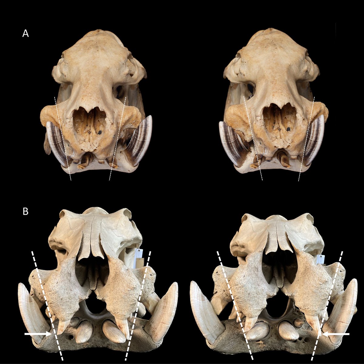 Clinic for Zoo Animals, Exotic Pets and Wildlife tweet media