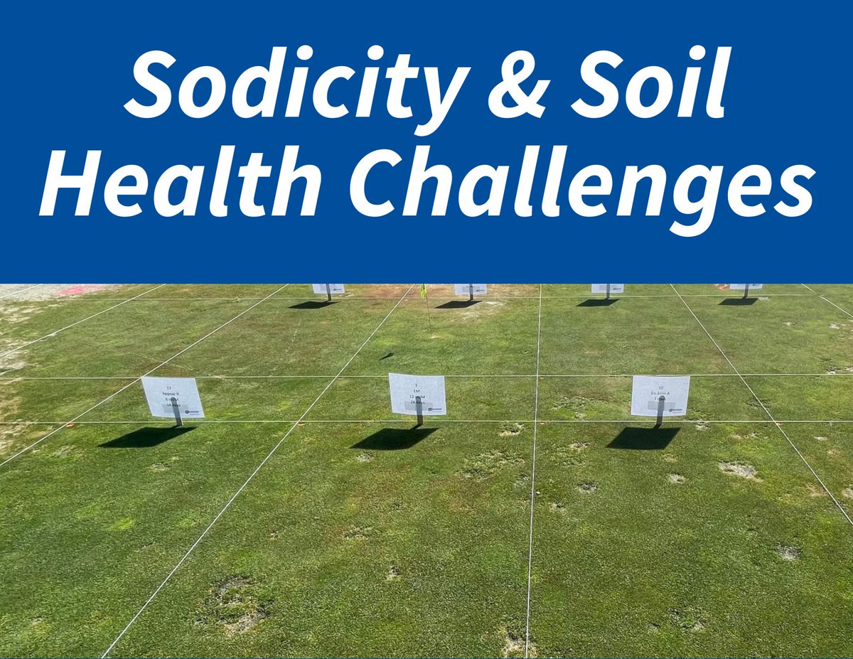 AquiMaxTurf's tweet photo. Sodicity, the sodium concentration in soil, affects its structure and water retention. Learn how applying calcium (gypsum) can help displace sodium, followed by leaching to restore soil quality. #SoilManagement #Turfgrass #SodicSoils https://t.co/e3hB2K7SmV https://t.co/amIZwaLqLI